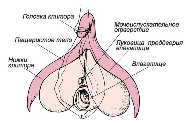Вагинальный и клиторальный оргазм | Румянцева, md