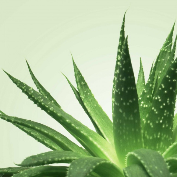Нуру гель для массажа MIXGLISS ALOE VERA 150мл_5